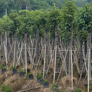 秋枫12～18公分基地直销大小规格齐全欢迎老板来电咨询