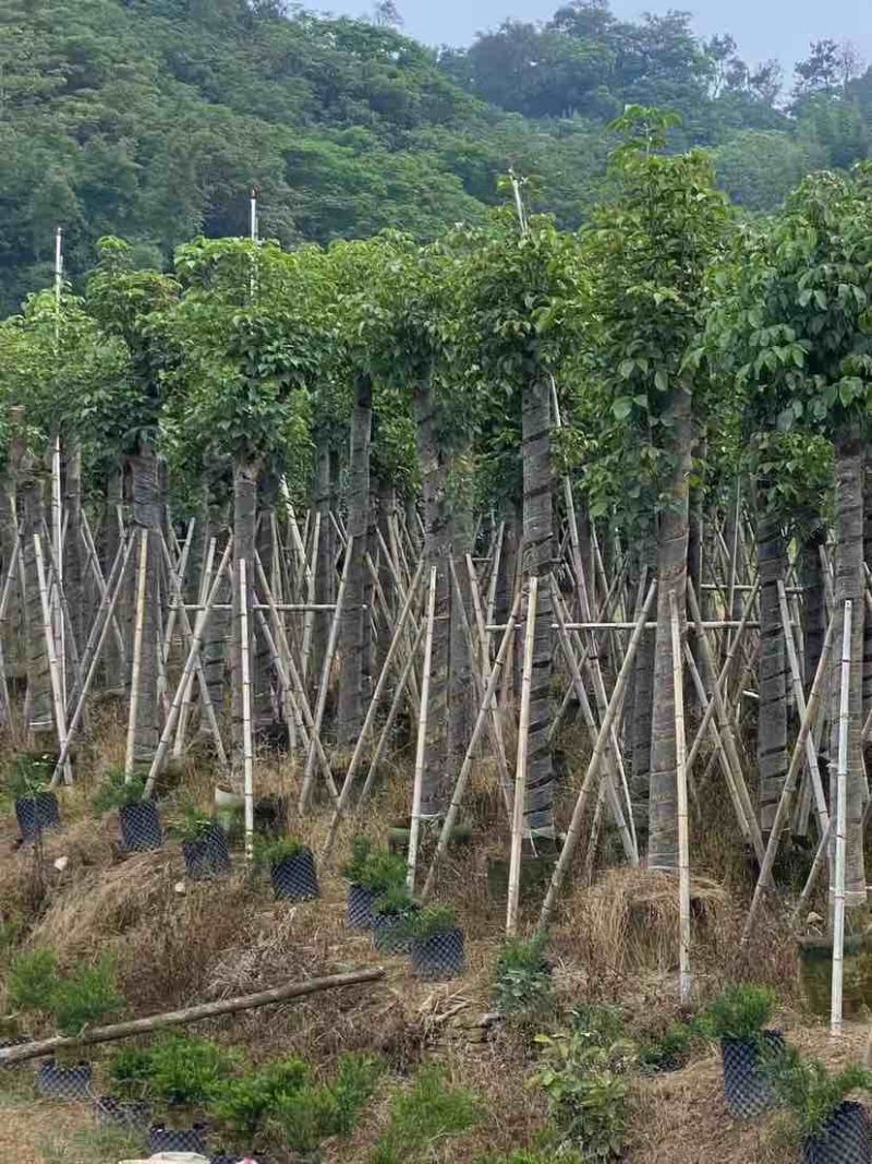 秋枫12～18公分基地直销大小规格齐全欢迎老板来电咨询
