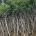秋枫12～18公分基地直销大小规格齐全欢迎老板来电咨询