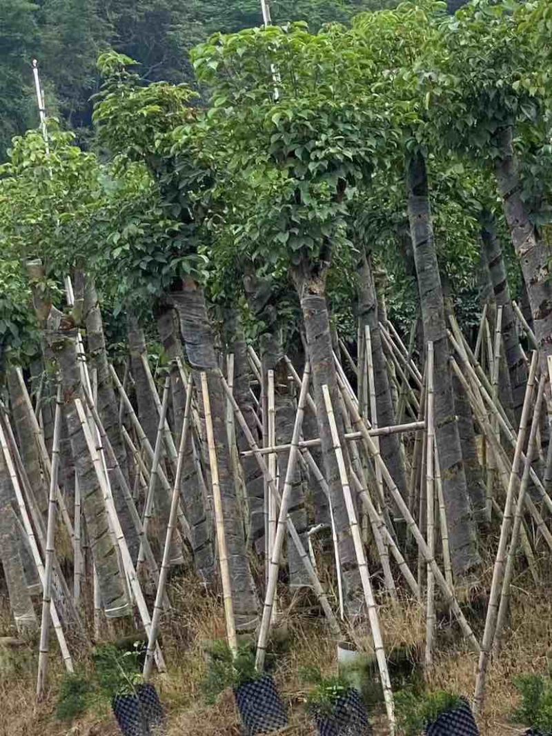 秋枫12～18公分基地直销大小规格齐全欢迎老板来电咨询