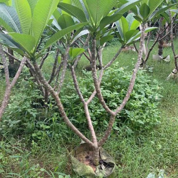 黄花/红花鸡蛋花5～10公分基地直销大小规格齐全来电咨询