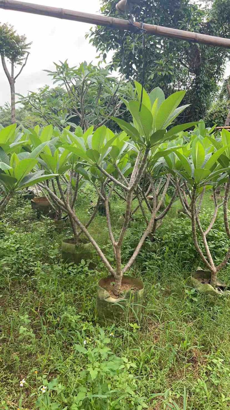 黄花/红花鸡蛋花5～10公分基地直销大小规格齐全来电咨询