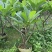 黄花/红花鸡蛋花5～10公分基地直销大小规格齐全来电咨询