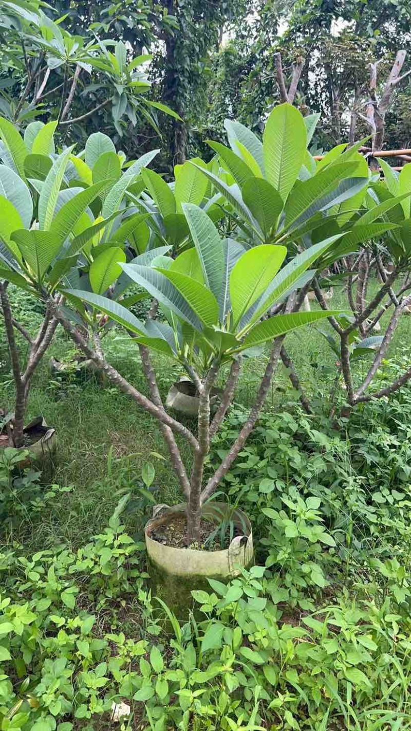 黄花/红花鸡蛋花5～10公分基地直销大小规格齐全来电咨询
