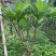 黄花/红花鸡蛋花5～10公分基地直销大小规格齐全来电咨询