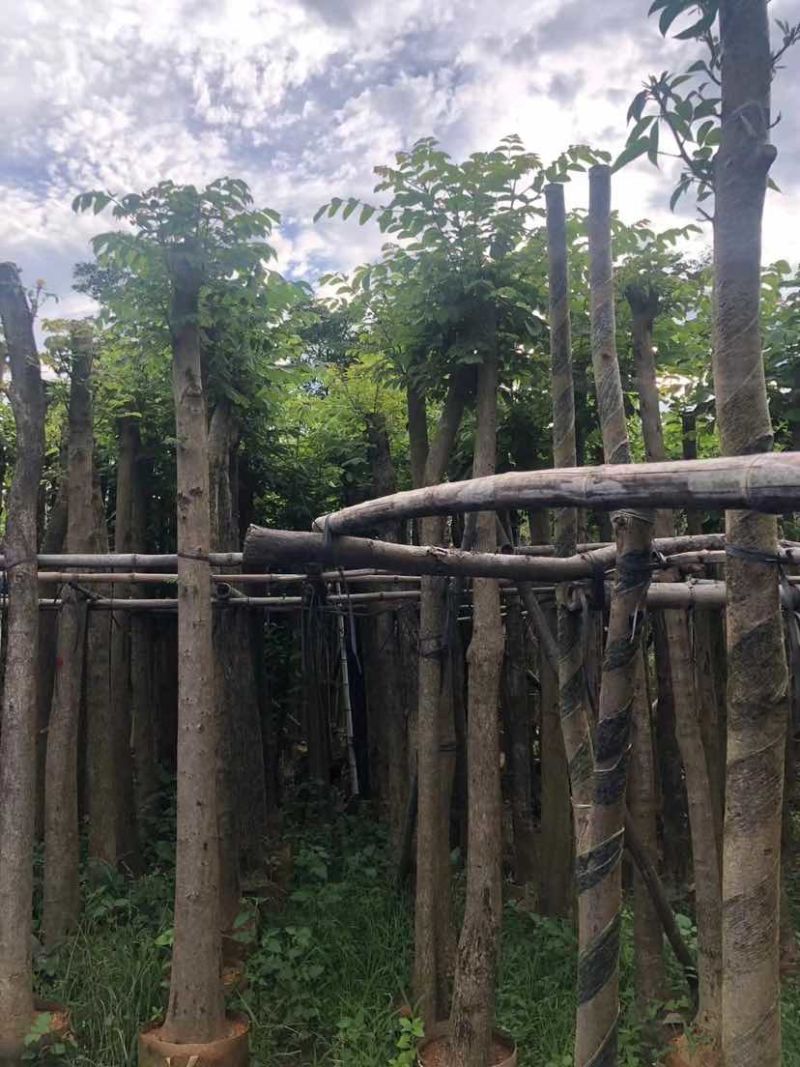 火焰木5～10公分基地直销大小规格齐全欢迎老板来电咨询