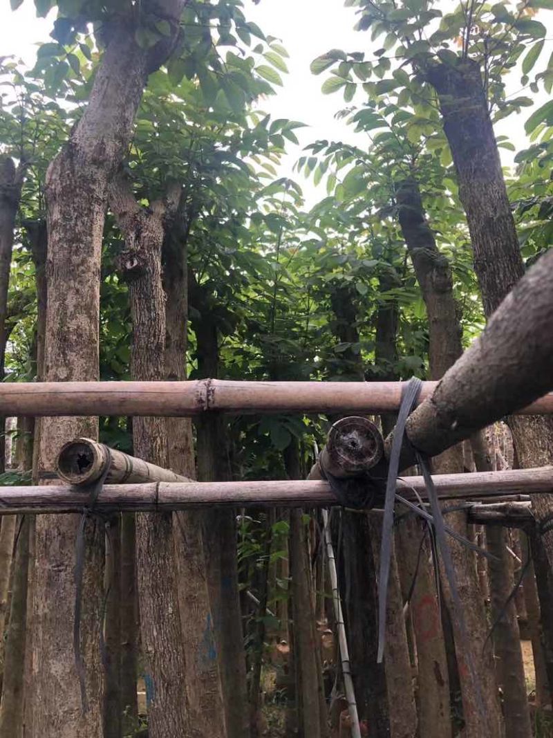 火焰木5～10公分基地直销大小规格齐全欢迎老板来电咨询