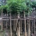 火焰木5～10公分基地直销大小规格齐全欢迎老板来电咨询