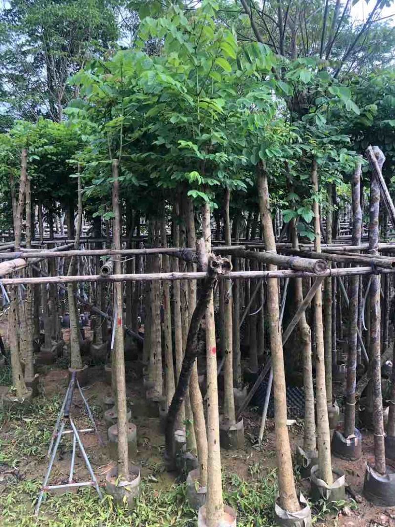 火焰木5～10公分基地直销大小规格齐全欢迎老板来电咨询