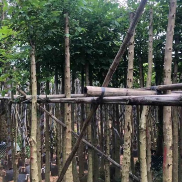 火焰木5～10公分基地直销大小规格齐全欢迎老板来电咨询