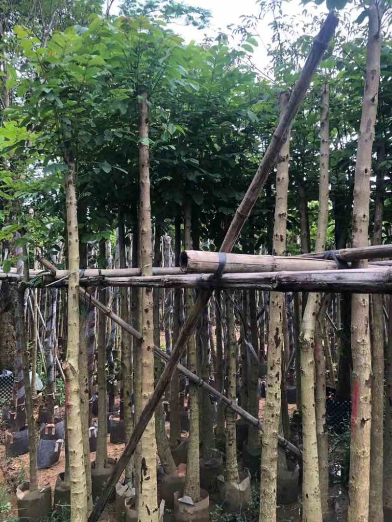 火焰木5～10公分基地直销大小规格齐全欢迎老板来电咨询