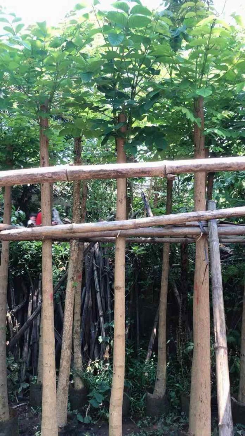 火焰木5～10公分基地直销大小规格齐全欢迎老板来电咨询