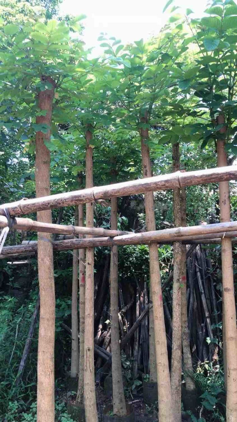 火焰木5～10公分基地直销大小规格齐全欢迎老板来电咨询