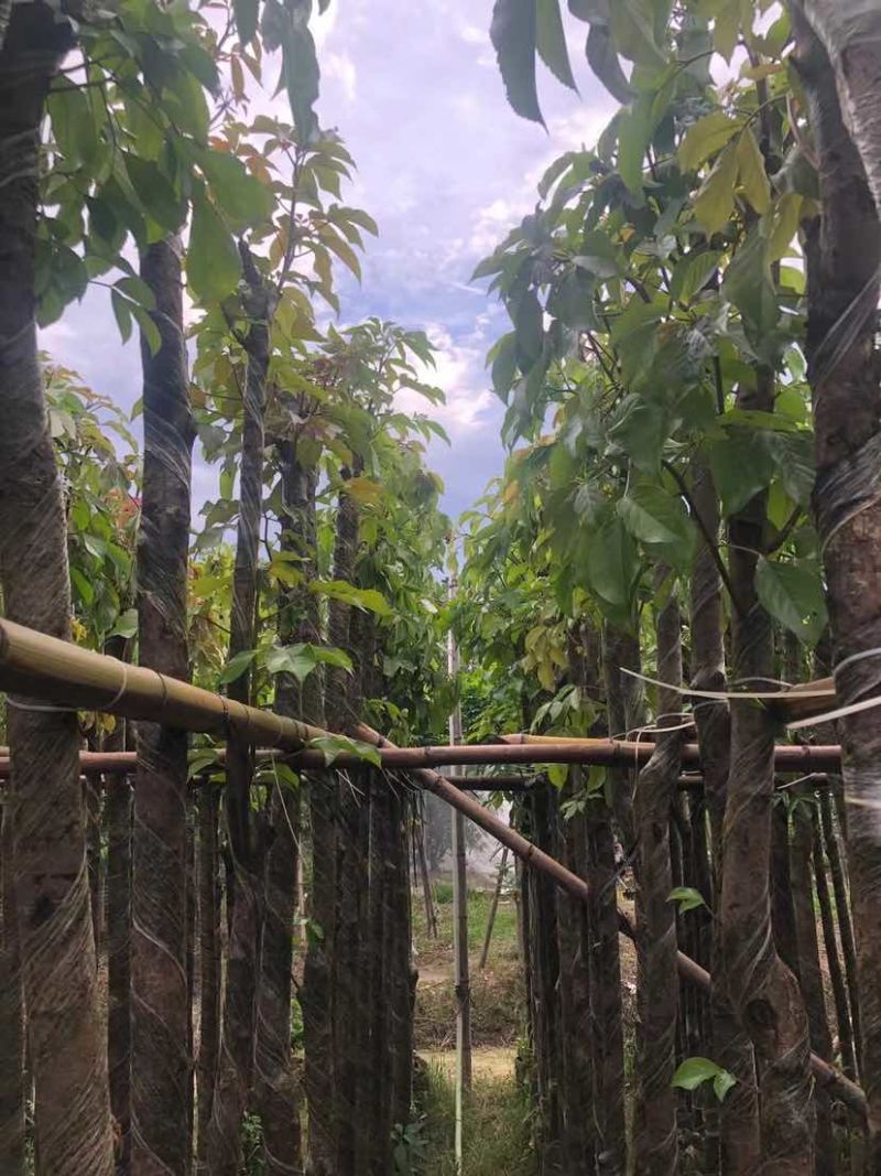 重阳木3～15公分基地直销大小规格齐全欢迎老板来电咨询
