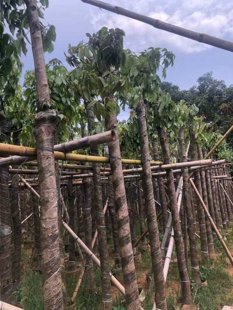 重阳木3～15公分基地直销大小规格齐全欢迎老板来电咨询