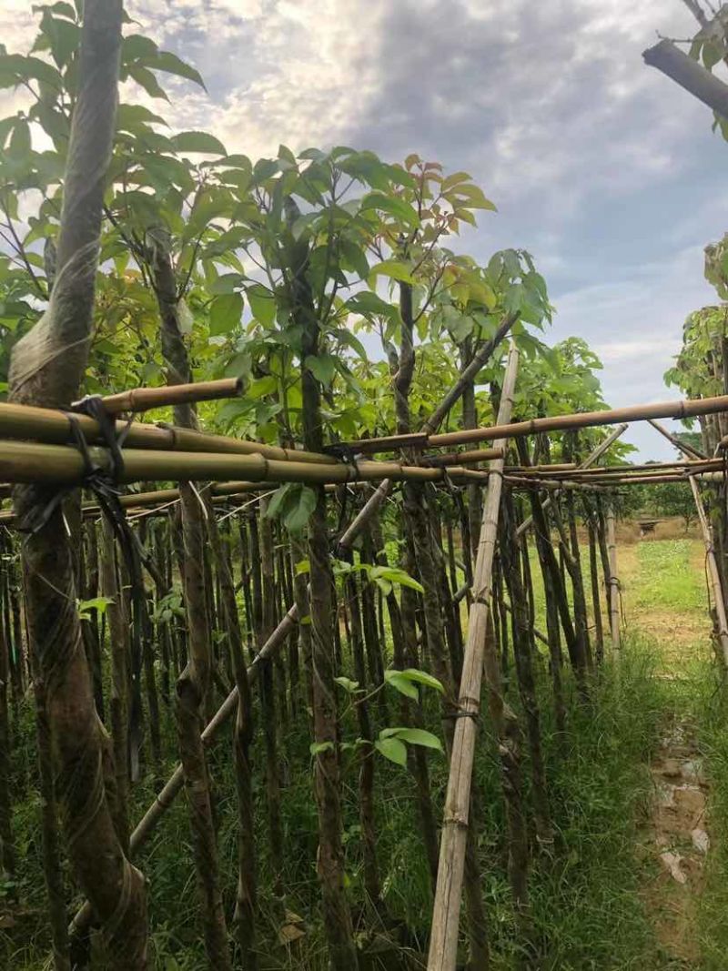 重阳木3～15公分基地直销大小规格齐全欢迎老板来电咨询
