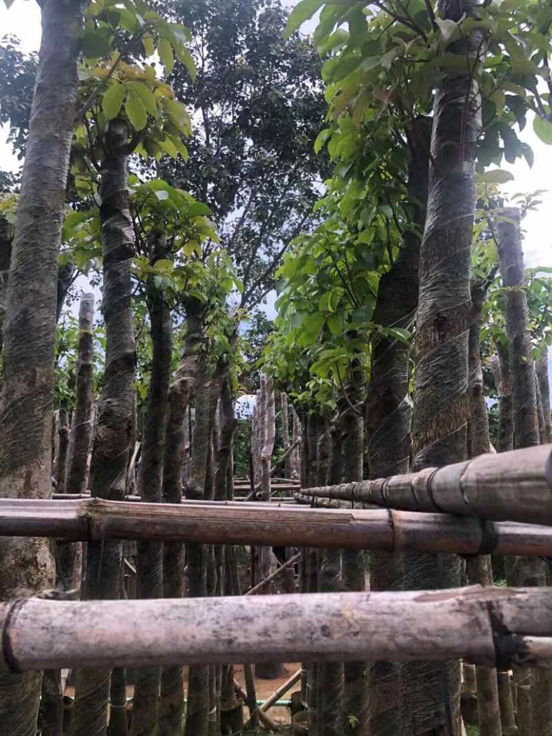 重阳木3～15公分基地直销大小规格齐全欢迎老板来电咨询