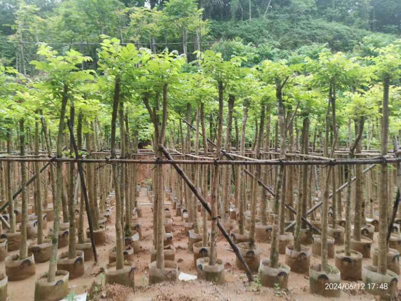 火焰木3～15公分基地直销大小规格齐全欢迎老板来电咨询