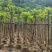 火焰木3～15公分基地直销大小规格齐全欢迎老板来电咨询