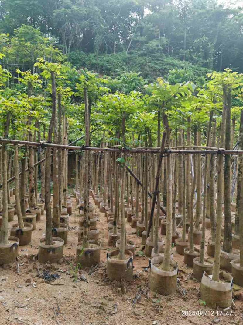 火焰木3～15公分基地直销大小规格齐全欢迎老板来电咨询
