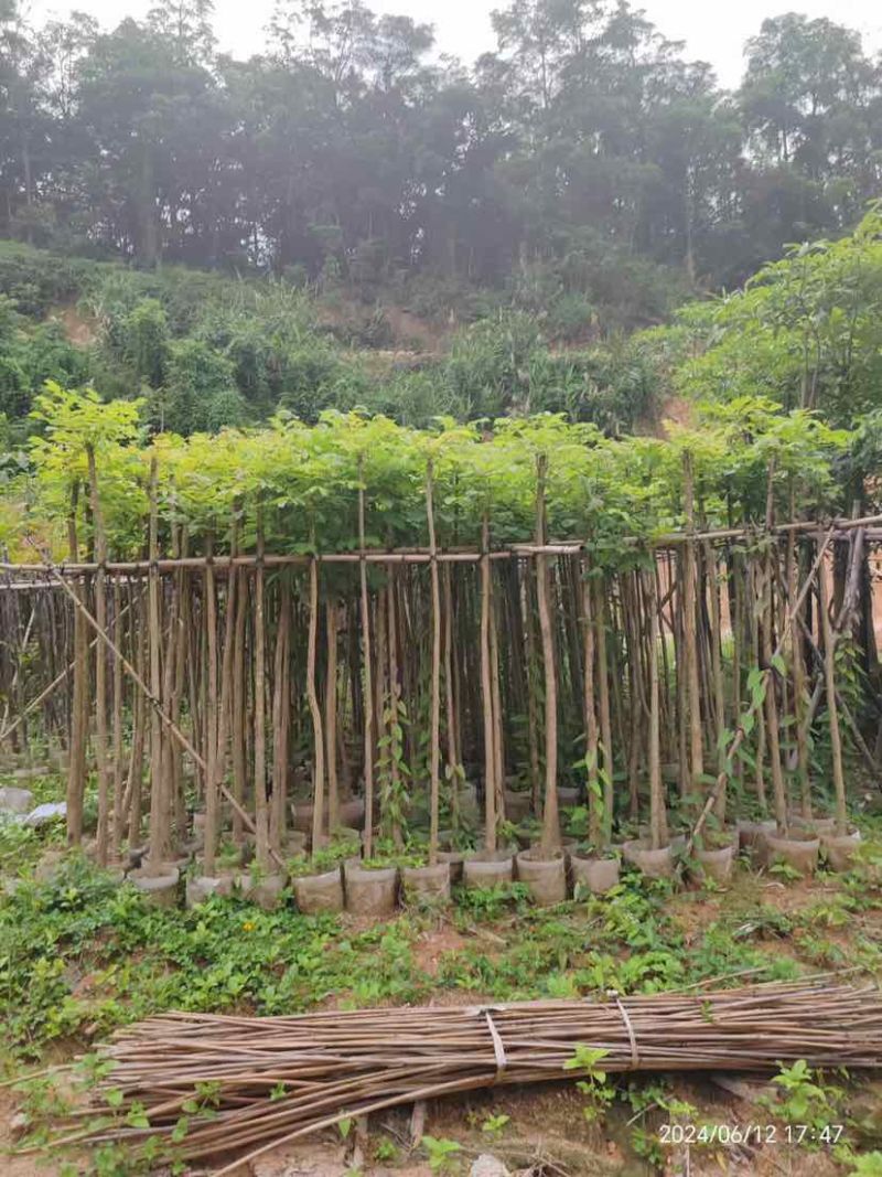 火焰木3～15公分基地直销大小规格齐全欢迎老板来电咨询