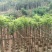 火焰木3～15公分基地直销大小规格齐全欢迎老板来电咨询