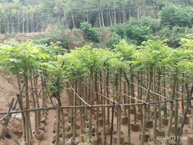 火焰木3～15公分基地直销大小规格齐全欢迎老板来电咨询