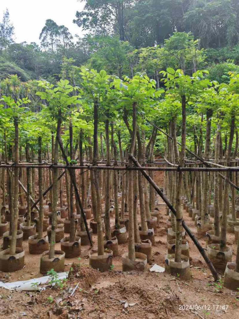 火焰木3～15公分基地直销大小规格齐全欢迎老板来电咨询