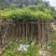 火焰木3～15公分基地直销大小规格齐全欢迎老板来电咨询
