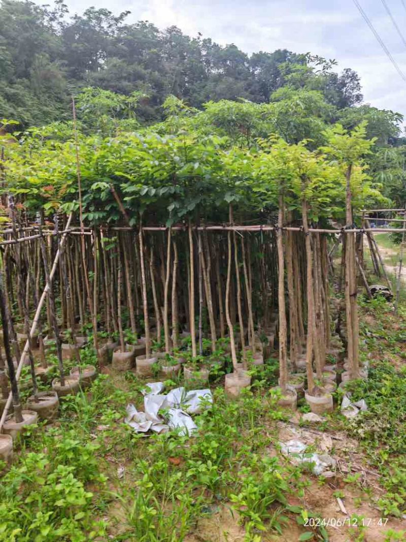 火焰木3～15公分基地直销大小规格齐全欢迎老板来电咨询