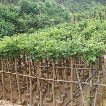 火焰木3～15公分基地直销大小规格齐全欢迎老板来电咨询