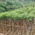 火焰木3～15公分基地直销大小规格齐全欢迎老板来电咨询