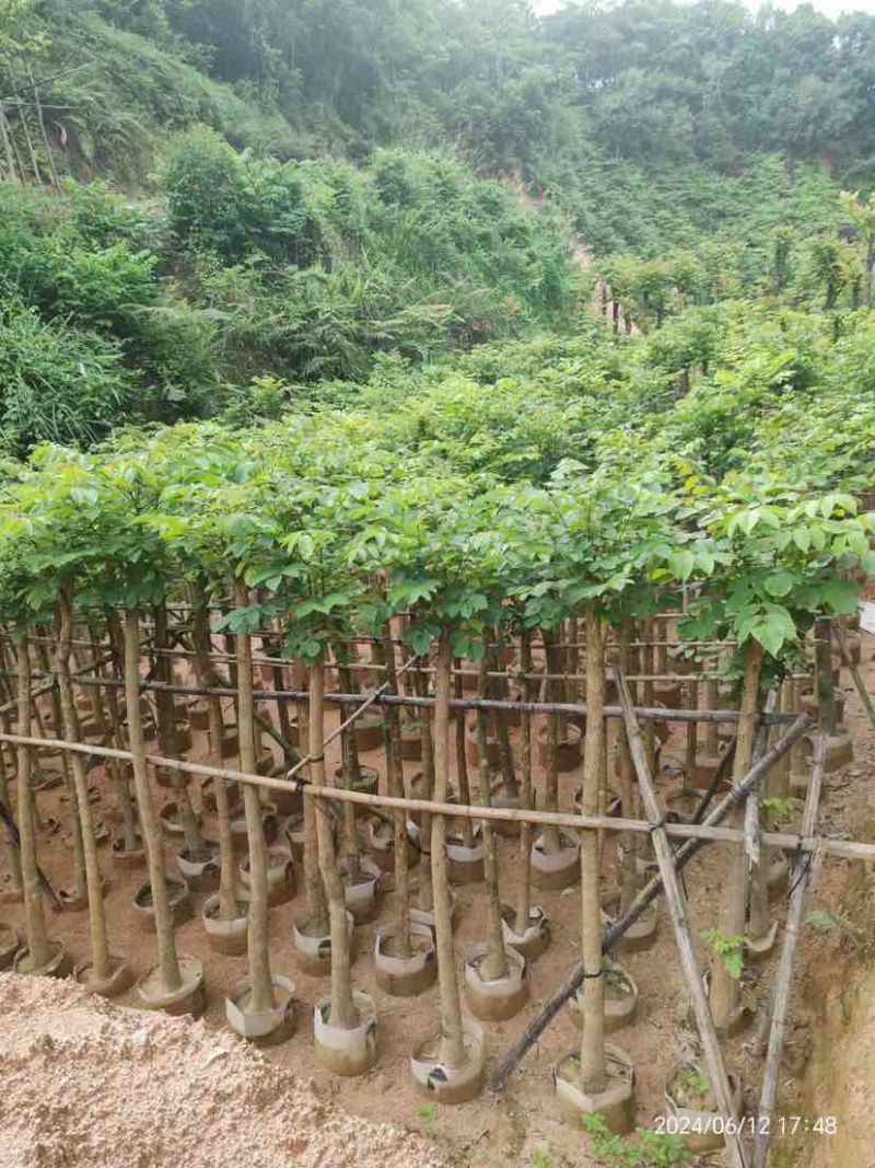 火焰木3～15公分基地直销大小规格齐全欢迎老板来电咨询