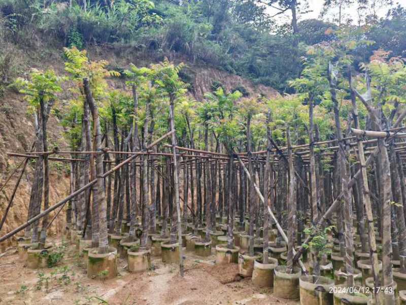 麻楝3～15公分基地直销大小规格齐全欢迎老板来电咨询合作