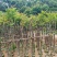 麻楝3～15公分基地直销大小规格齐全欢迎老板来电咨询合作