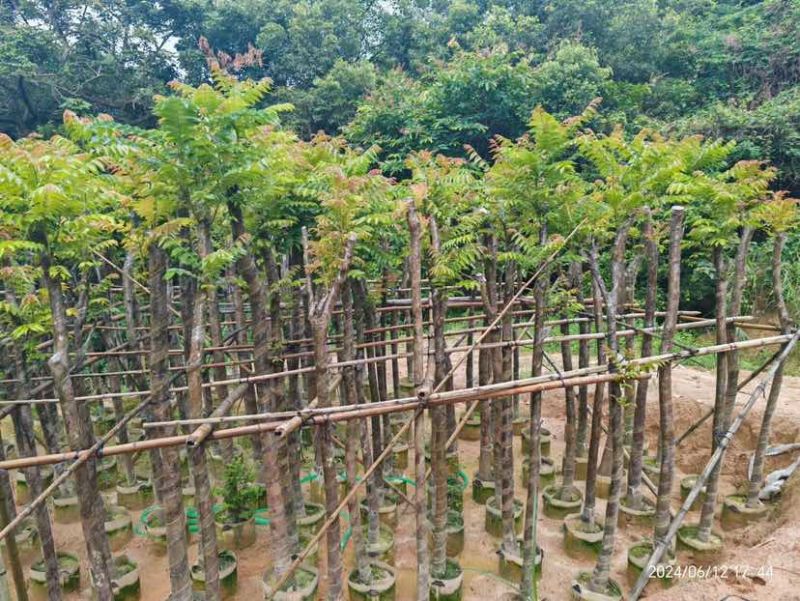 麻楝3～15公分基地直销大小规格齐全欢迎老板来电咨询合作