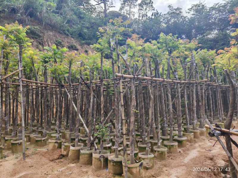麻楝3～15公分基地直销大小规格齐全欢迎老板来电咨询合作