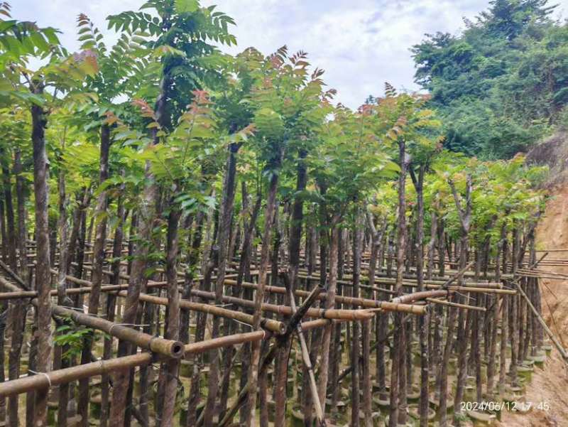 麻楝3～15公分基地直销大小规格齐全欢迎老板来电咨询合作