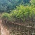 麻楝3～15公分基地直销大小规格齐全欢迎老板来电咨询合作