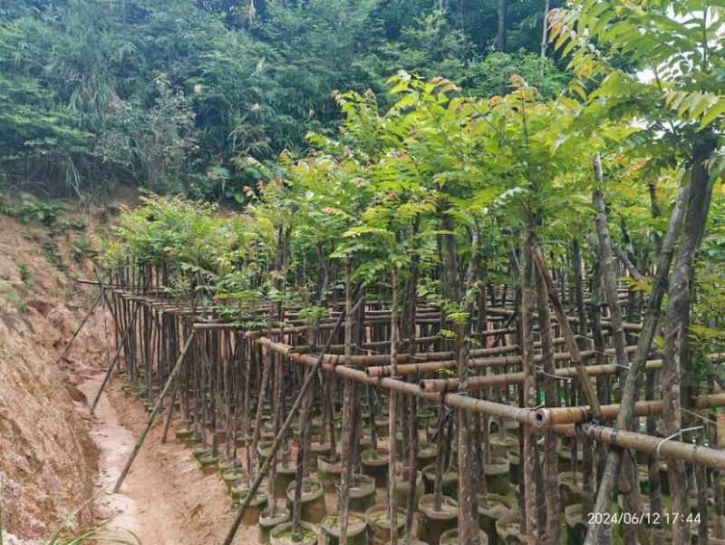 麻楝3～15公分基地直销大小规格齐全欢迎老板来电咨询合作
