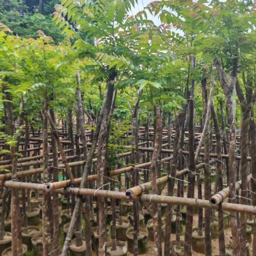 麻楝3～15公分基地直销大小规格齐全欢迎老板来电咨询合作