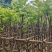 麻楝3～15公分基地直销大小规格齐全欢迎老板来电咨询合作