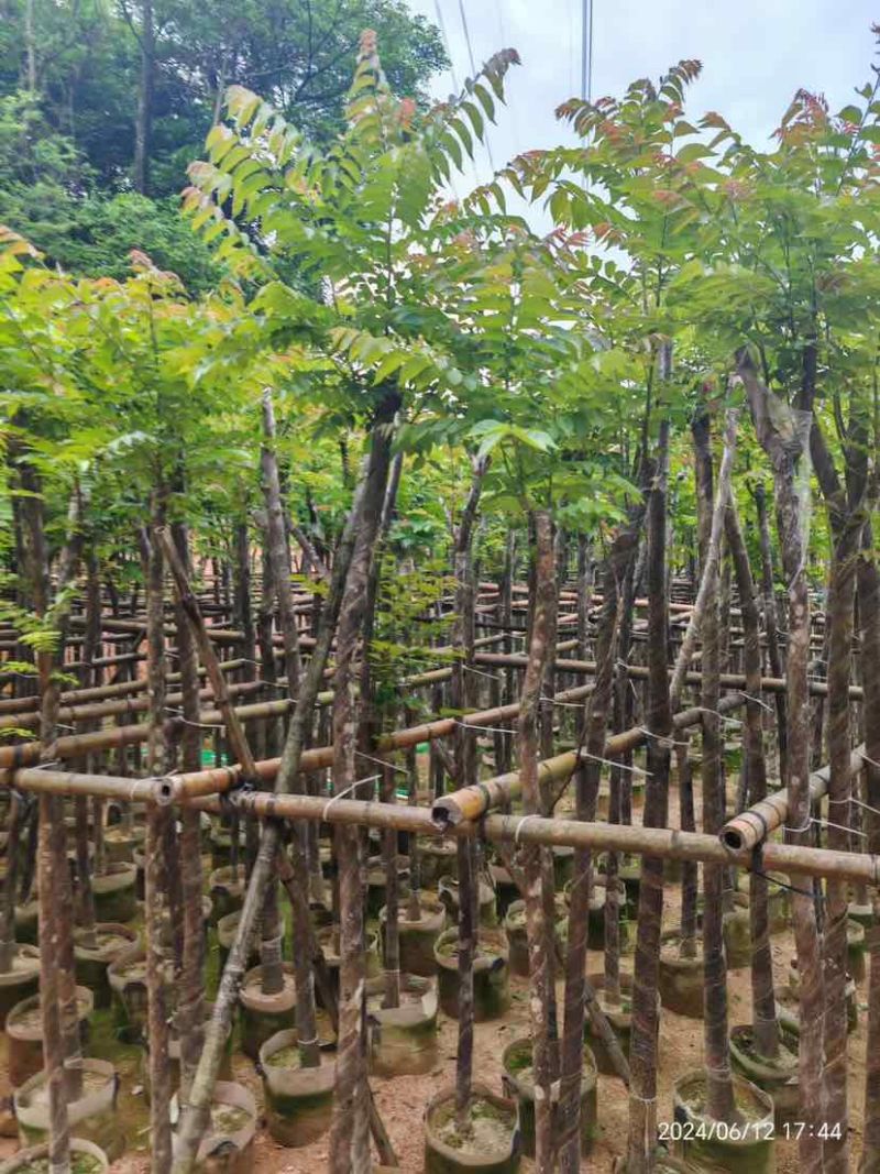 麻楝3～15公分基地直销大小规格齐全欢迎老板来电咨询合作