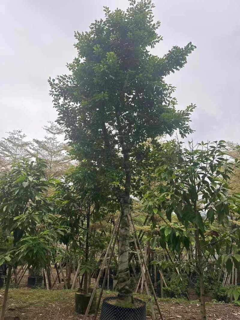 铁冬青（万紫千红）18～20公分基地直销大小规格齐全
