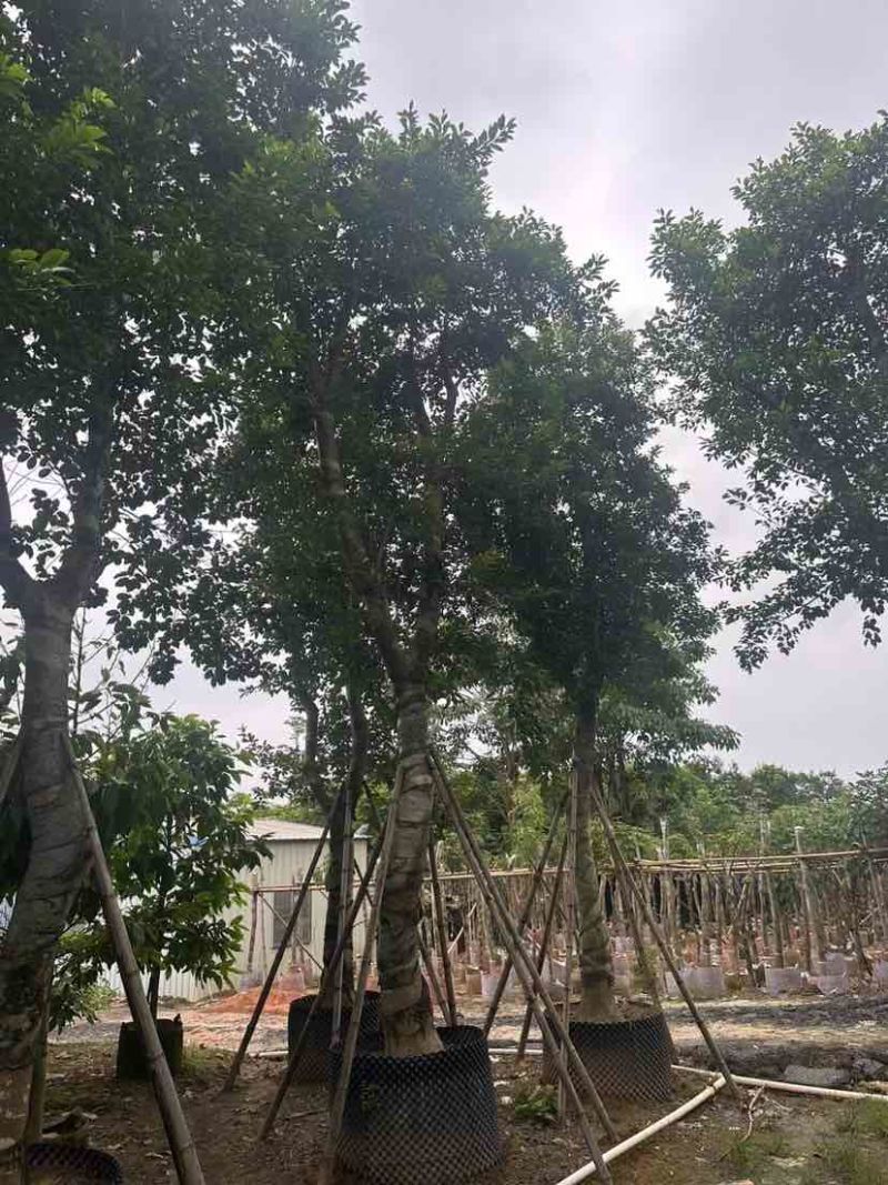 铁冬青（万紫千红）18～20公分基地直销大小规格齐全