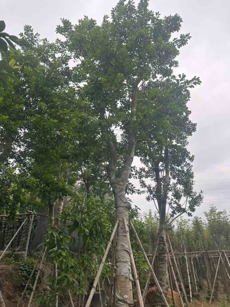 铁冬青（万紫千红）18～20公分基地直销大小规格齐全