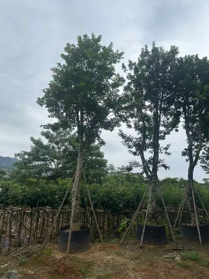 铁冬青（万紫千红）18～20公分基地直销大小规格齐全