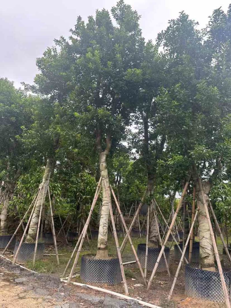 铁冬青（万紫千红）18～20公分基地直销大小规格齐全