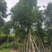 铁冬青（万紫千红）18～20公分基地直销大小规格齐全