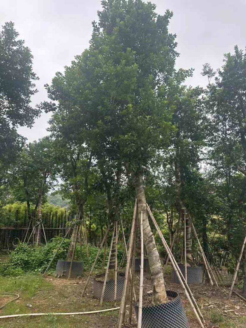 铁冬青（万紫千红）18～20公分基地直销大小规格齐全